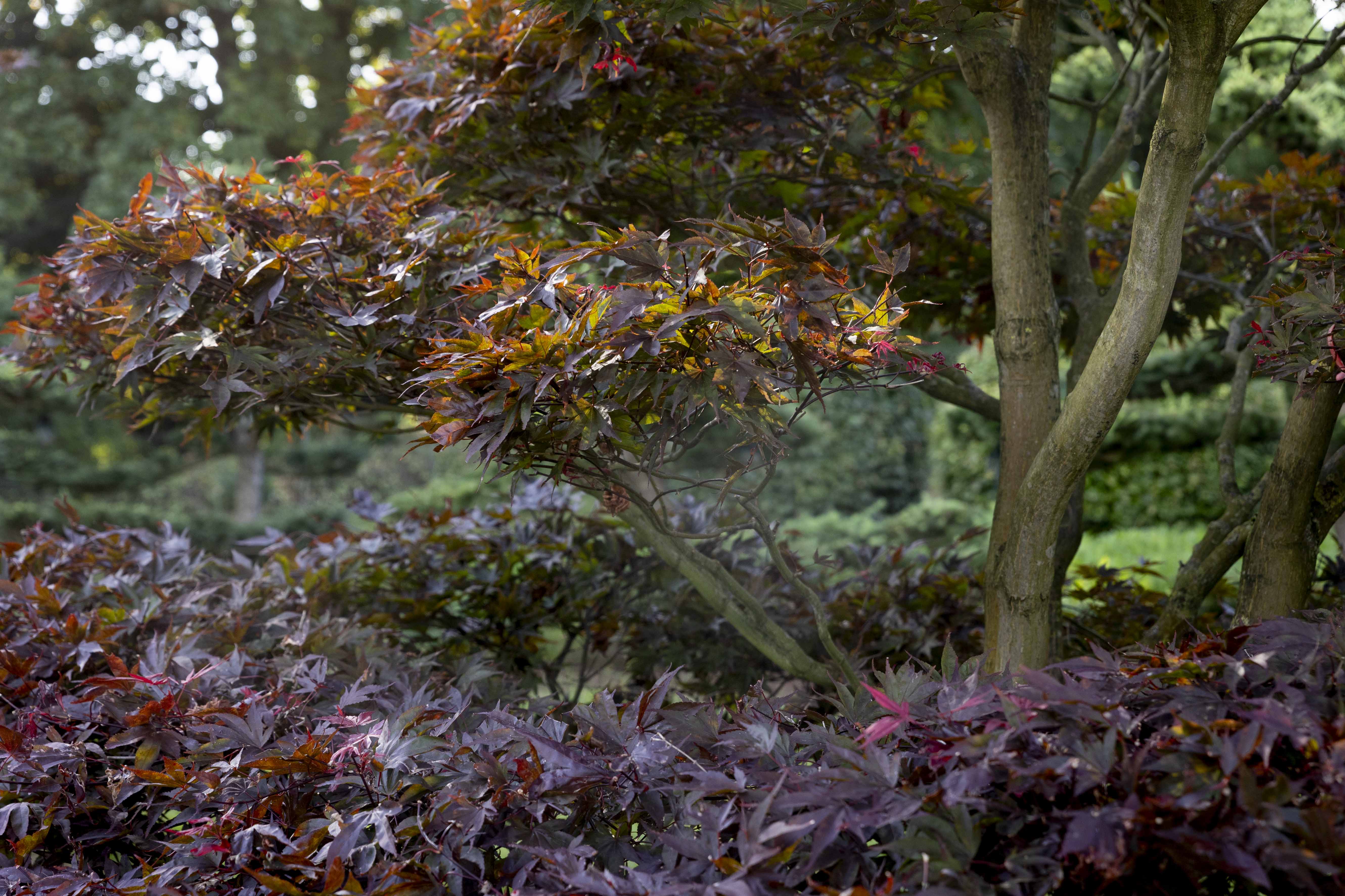 Acer palmatum 'Atropurpureum' Bonsai 